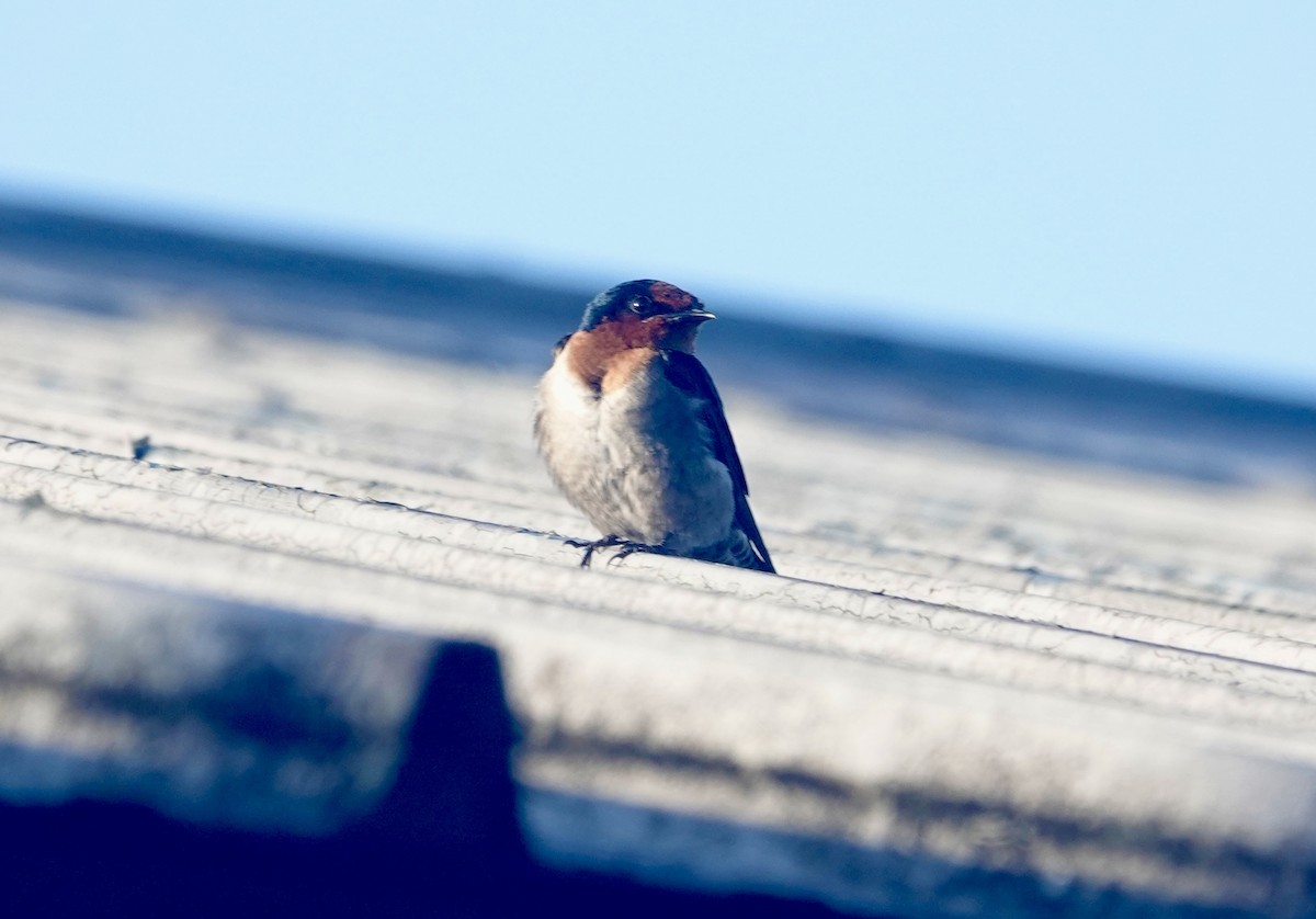 Pacific Swallow - ML644026030