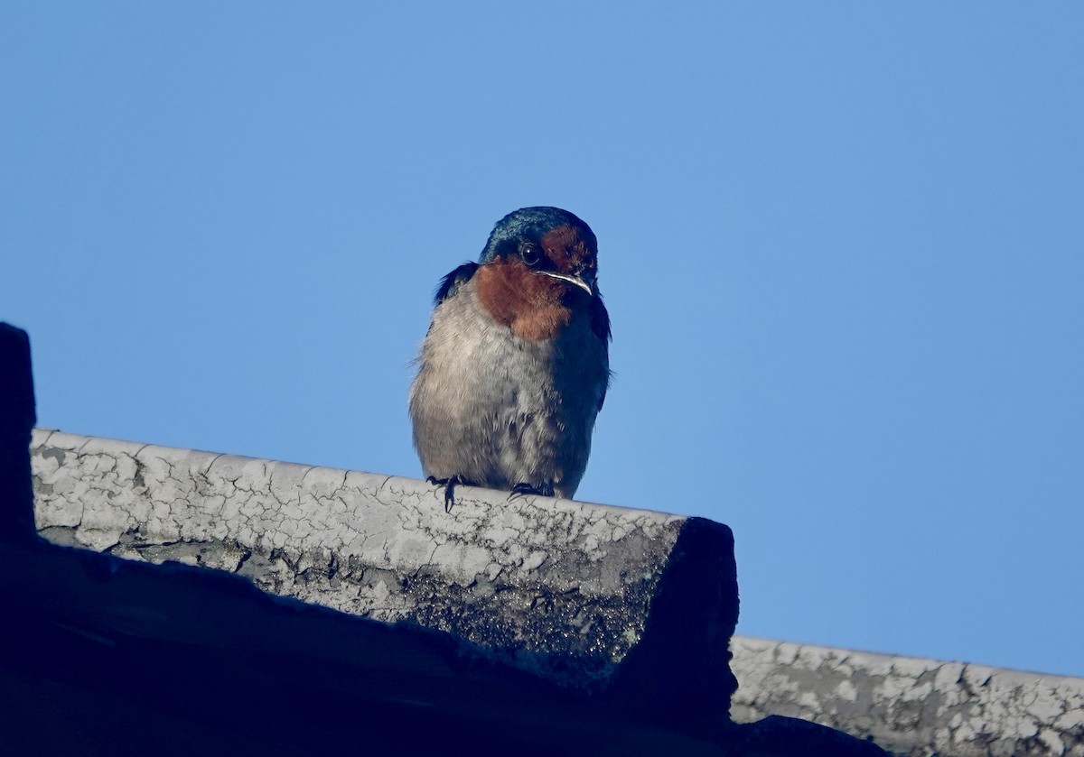 Pacific Swallow - ML644026031