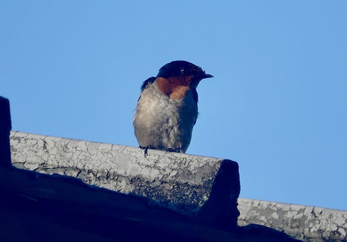 Pacific Swallow - ML644026032