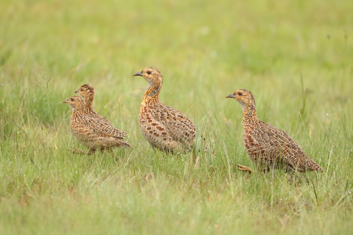 Gray-winged Francolin - ML644026033