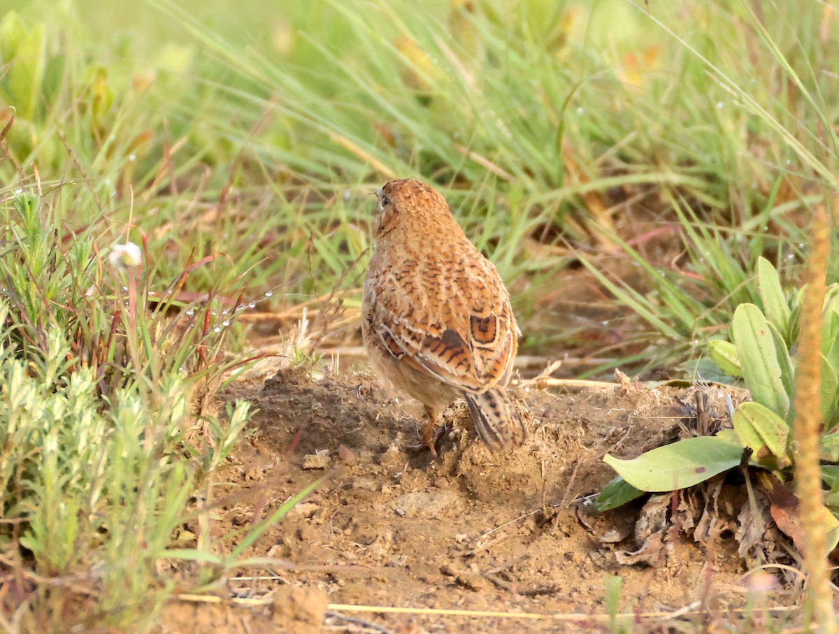 Eastern Clapper Lark - ML644026034