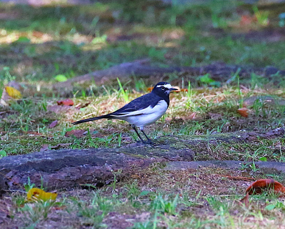 日本鶺鴒 - ML644026038