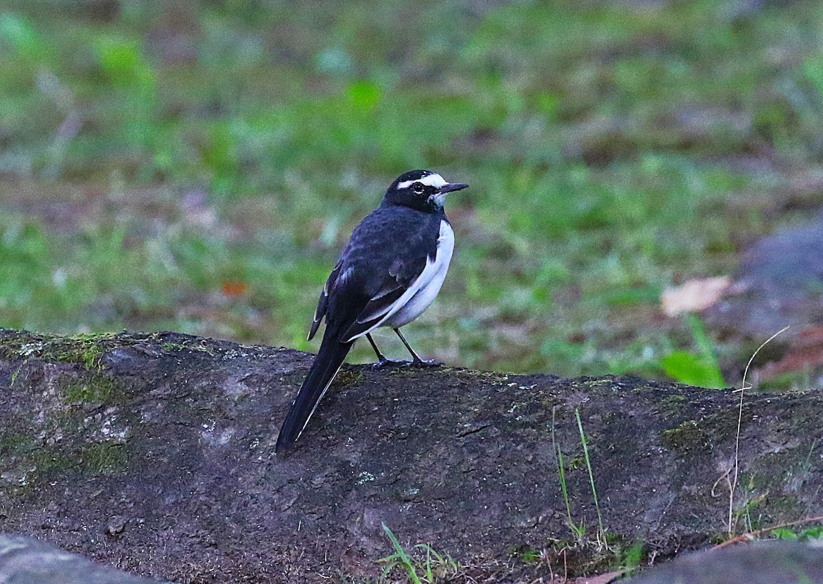日本鶺鴒 - ML644026039