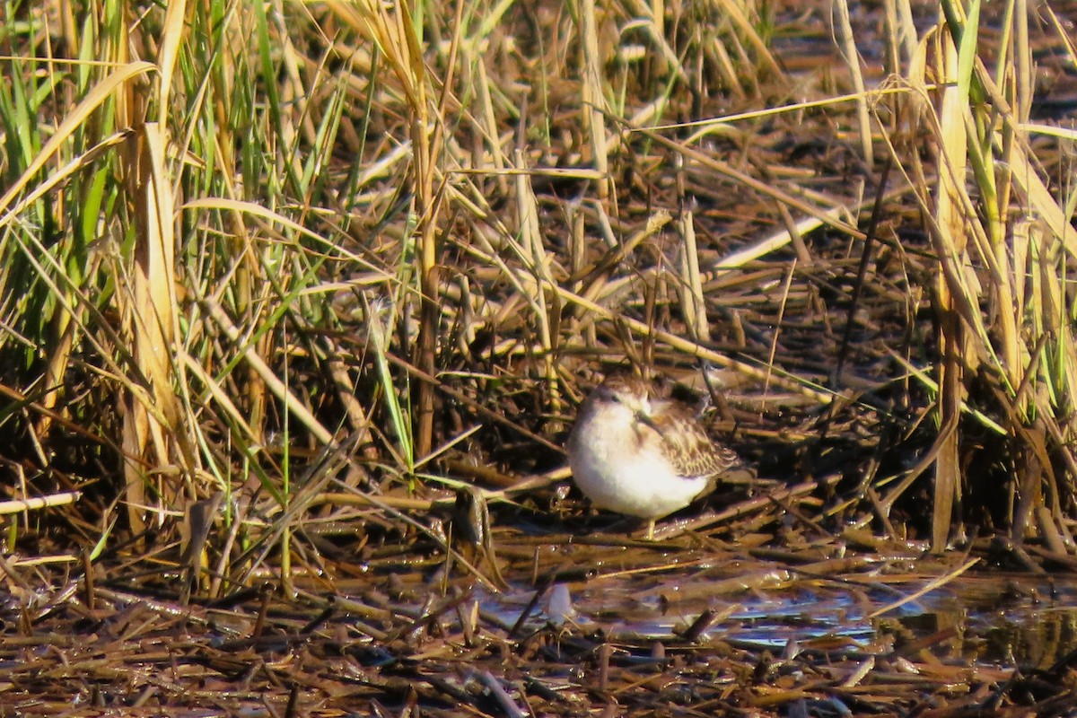 Least Sandpiper - ML644026040