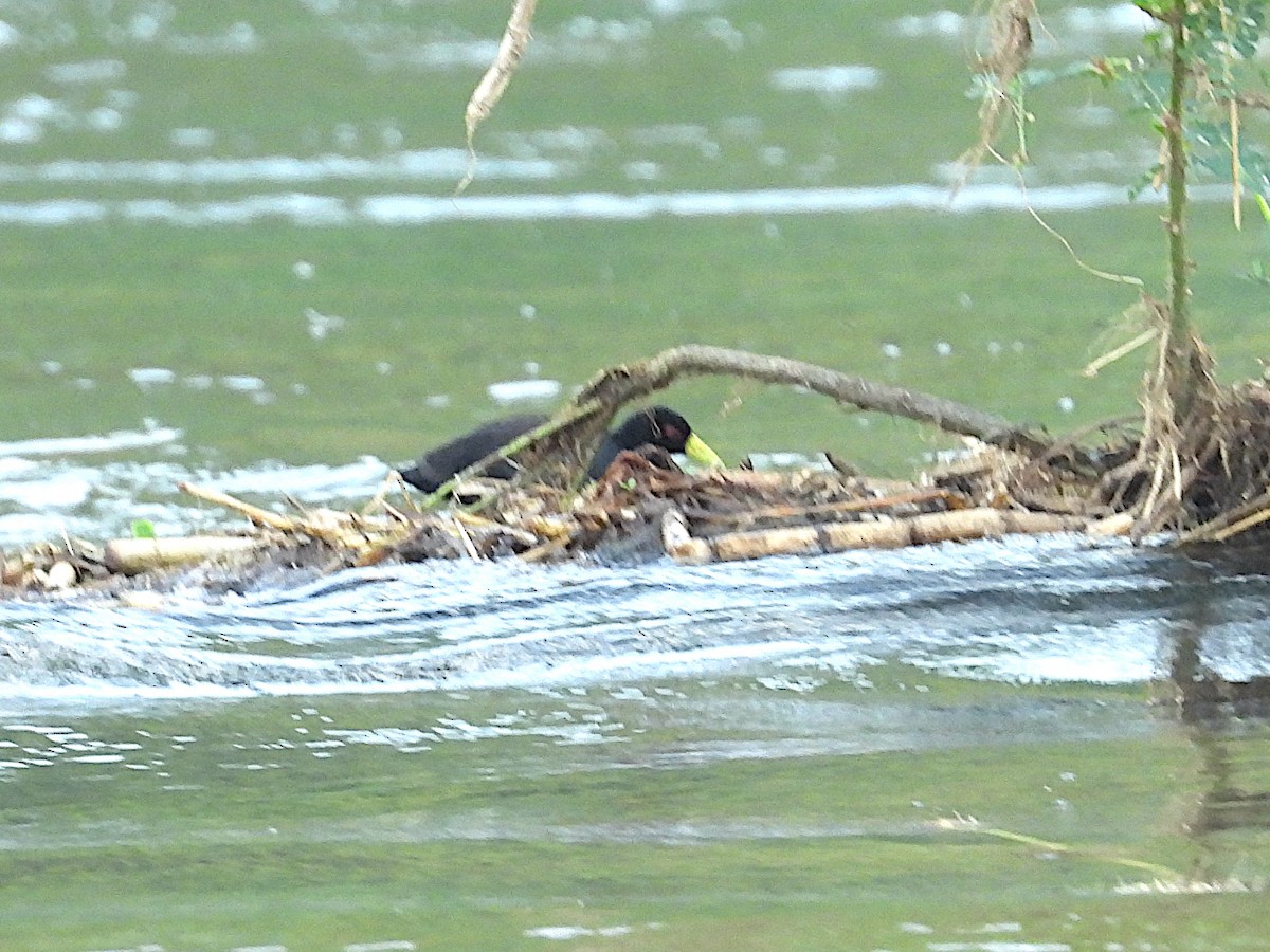 Black Crake - ML644026042