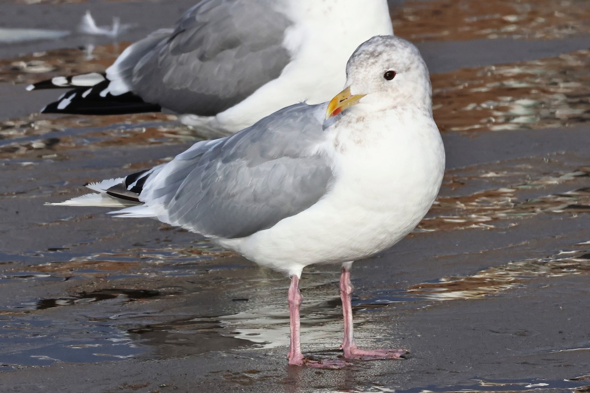 Iceland Gull (Thayer's) - ML644026050