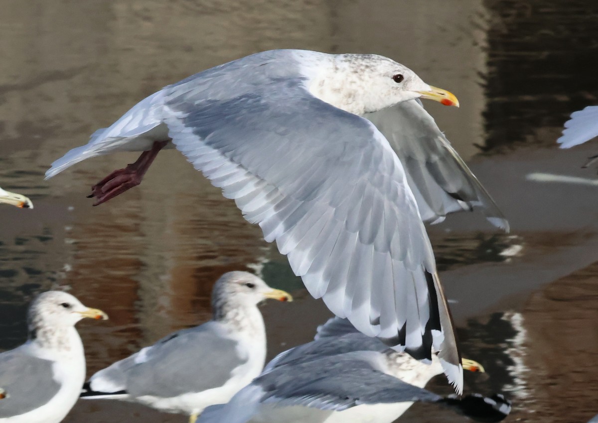 Iceland Gull (Thayer's) - ML644026052