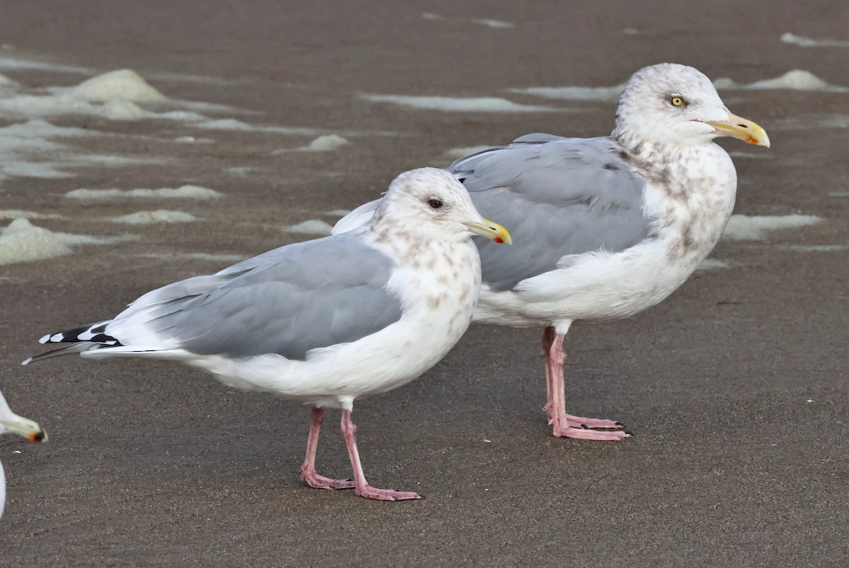 Iceland Gull (Thayer's) - ML644026054