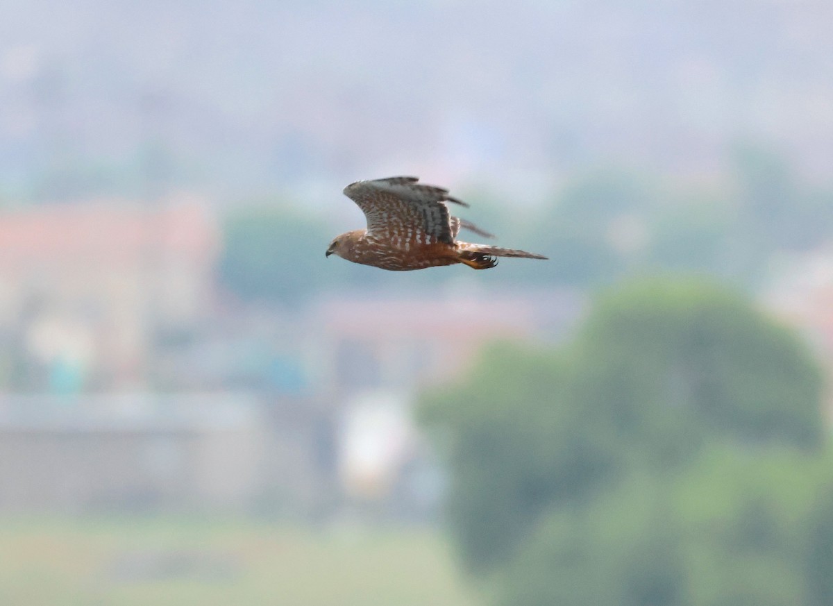 African Marsh Harrier - ML644026060