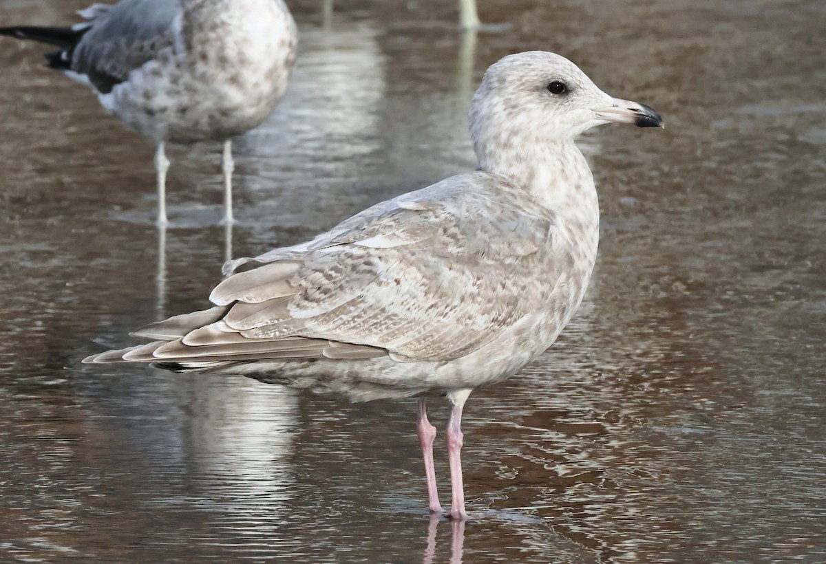 Iceland Gull (Thayer's) - ML644026062