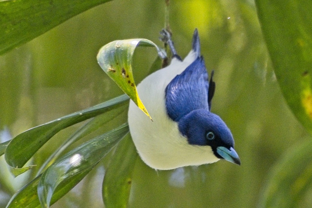 Madagascar Blue Vanga - ML644026063