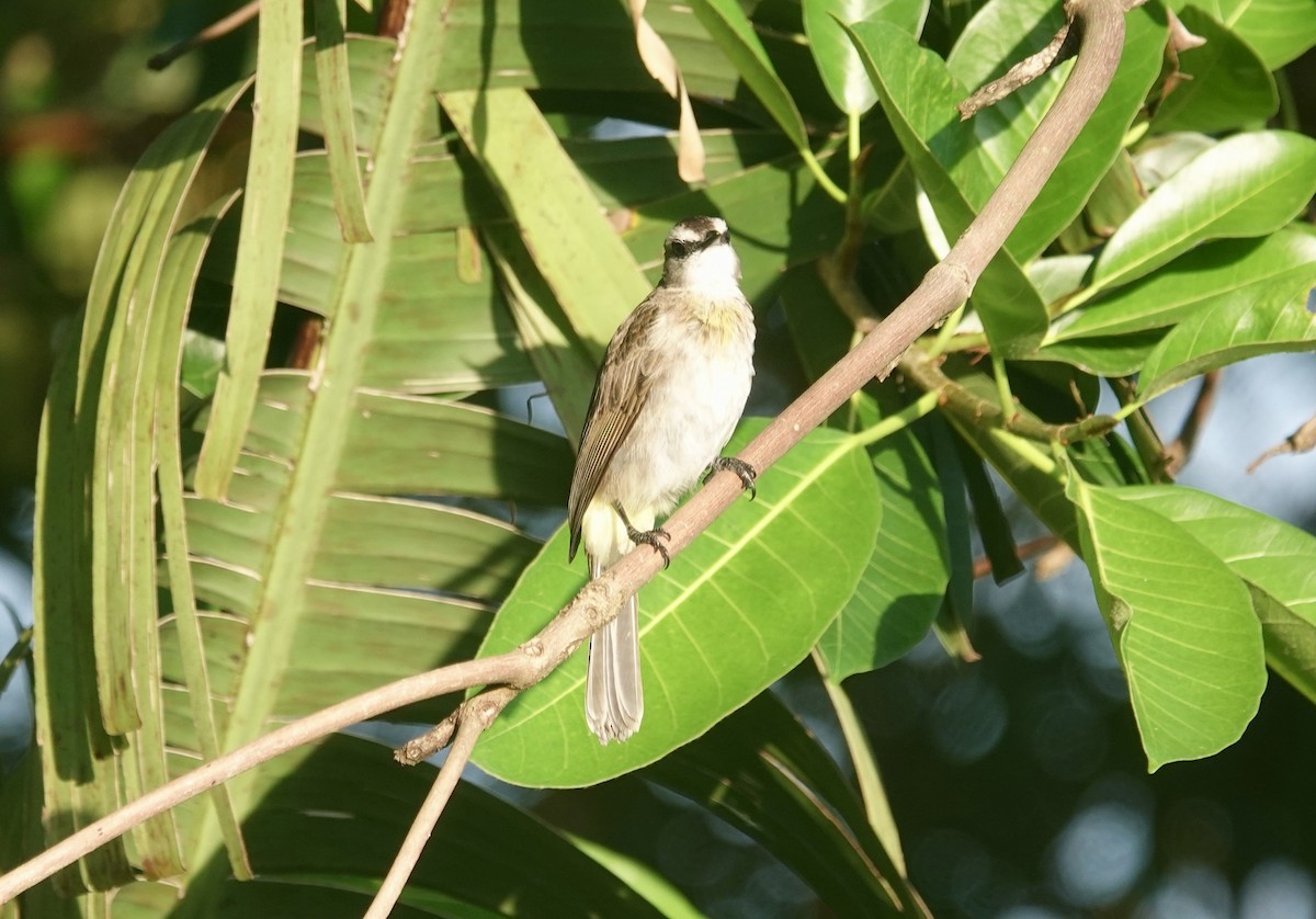 Yellow-vented Bulbul - ML644026068