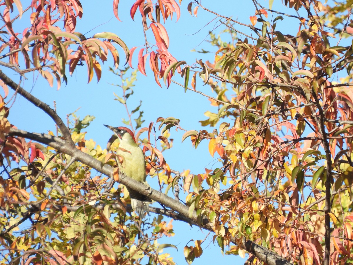 Eurasian Green Woodpecker - ML644026077