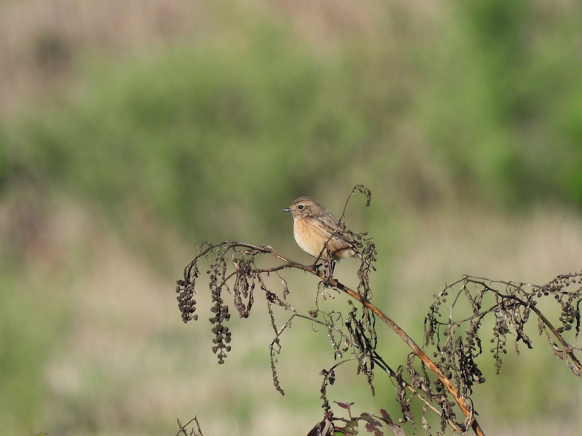 European Stonechat - ML644026087