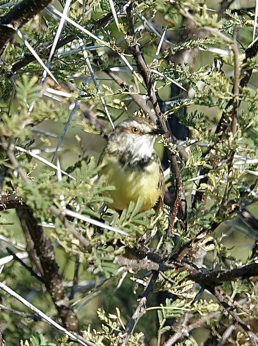 svartbrystprinia - ML644026094