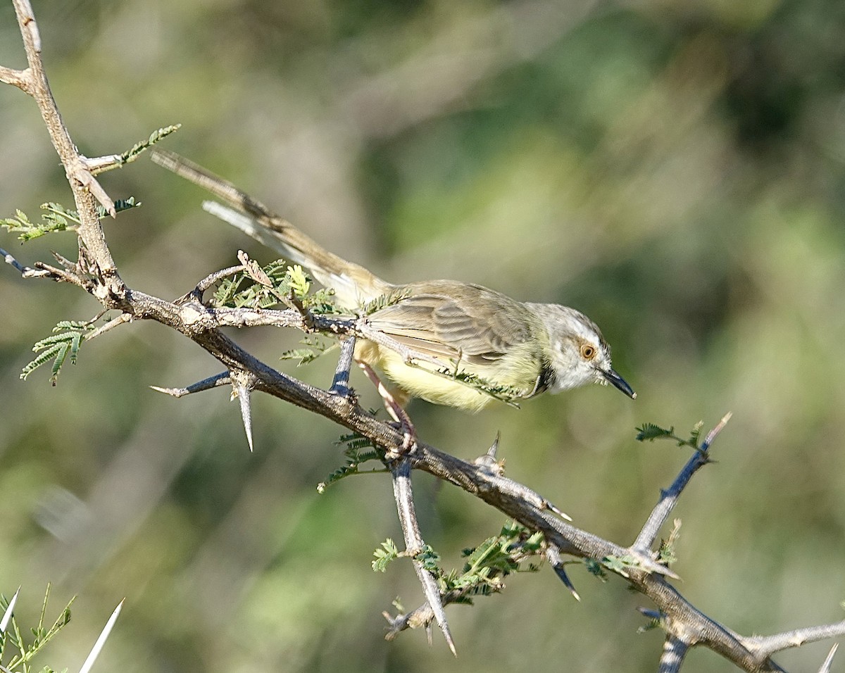 svartbrystprinia - ML644026095
