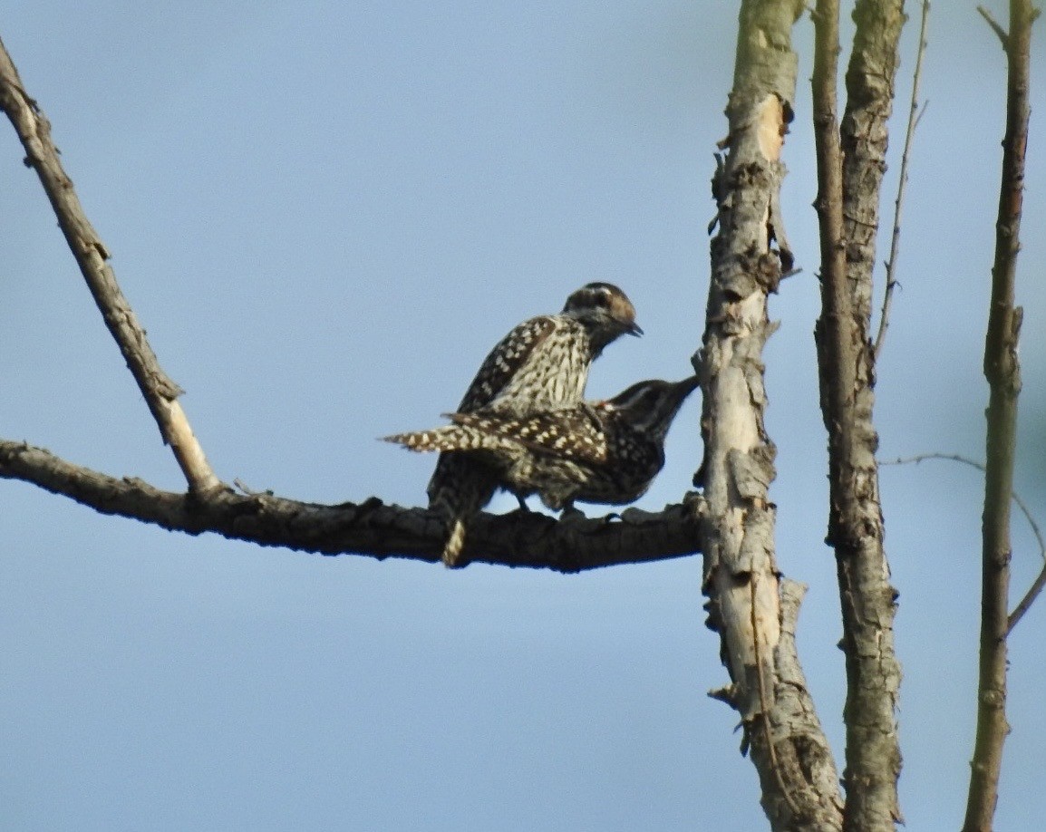 Checkered Woodpecker - ML644026112