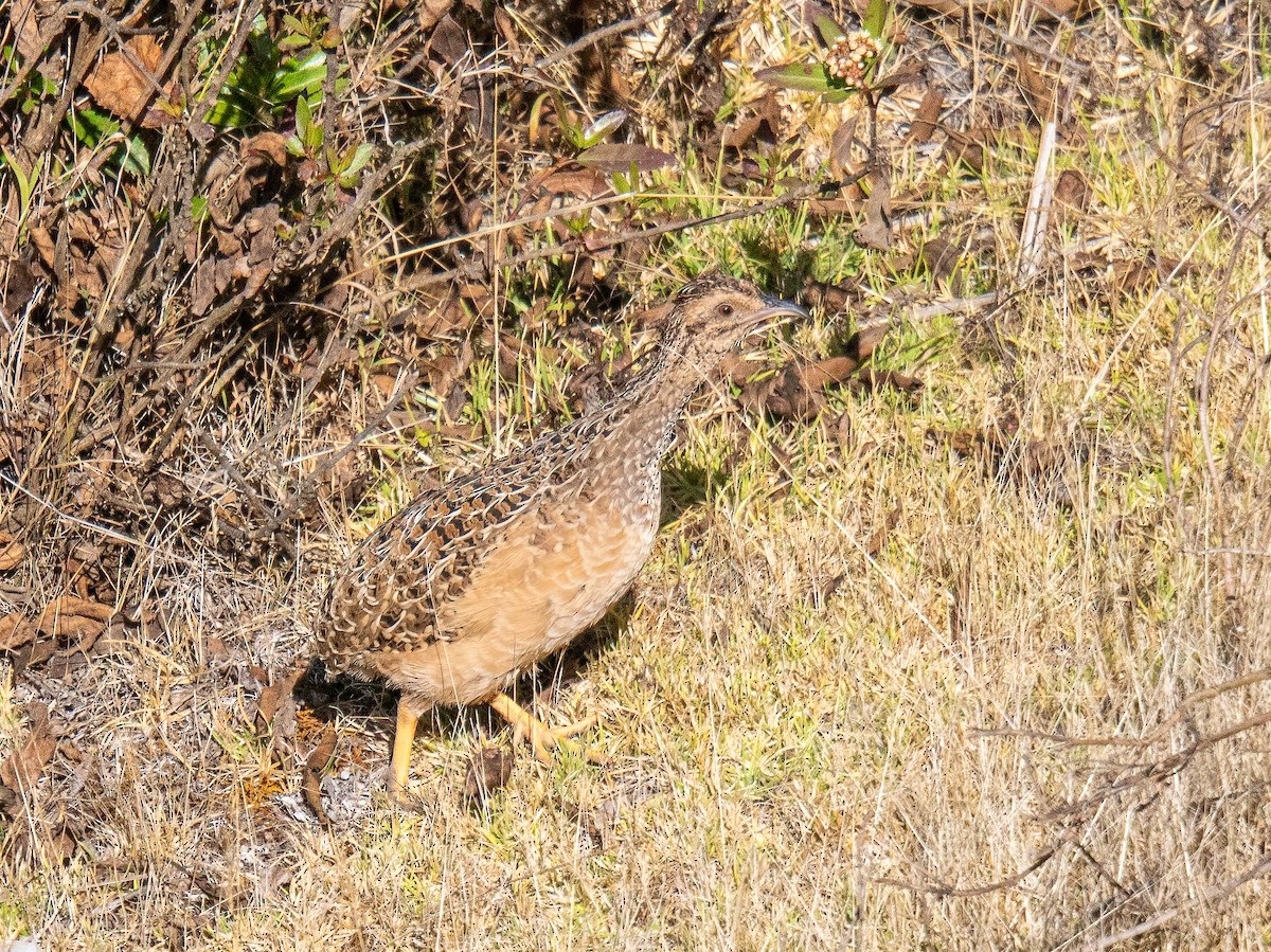 Tinamú Andino - ML644026153