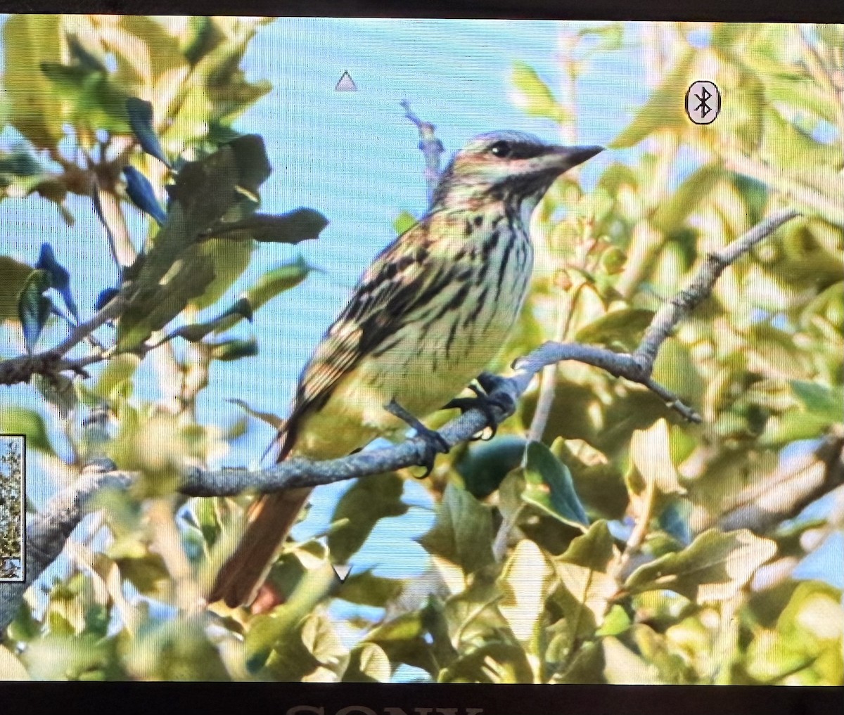 Nord-Fleckenmaskentyrann - ML644026158