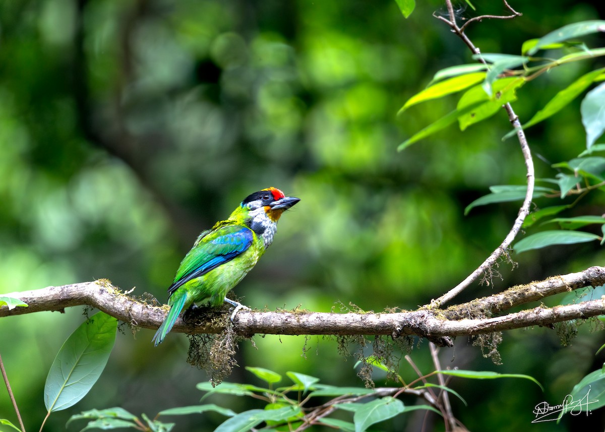 Желтогорлый бородастик - ML644026170