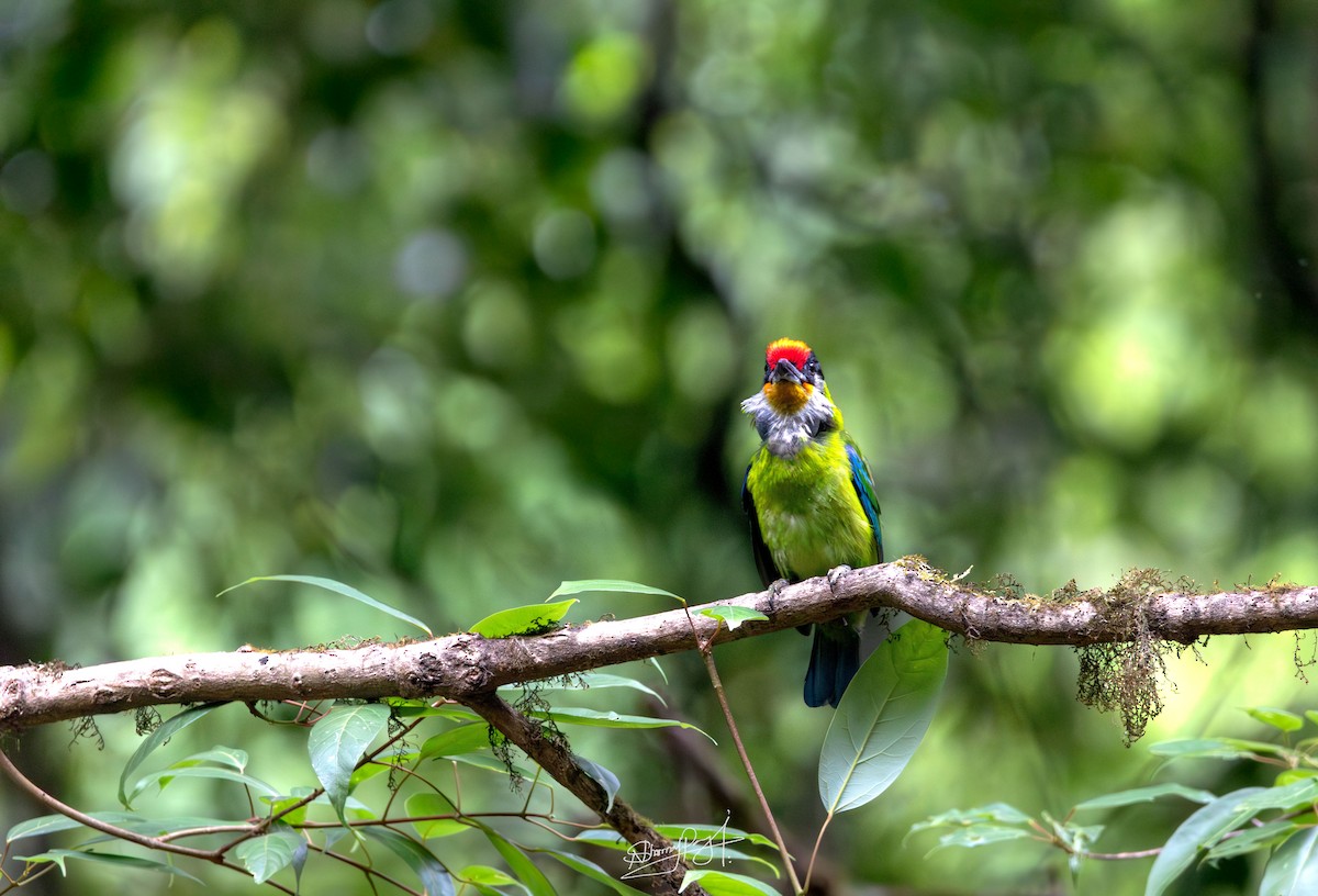 Желтогорлый бородастик - ML644026171