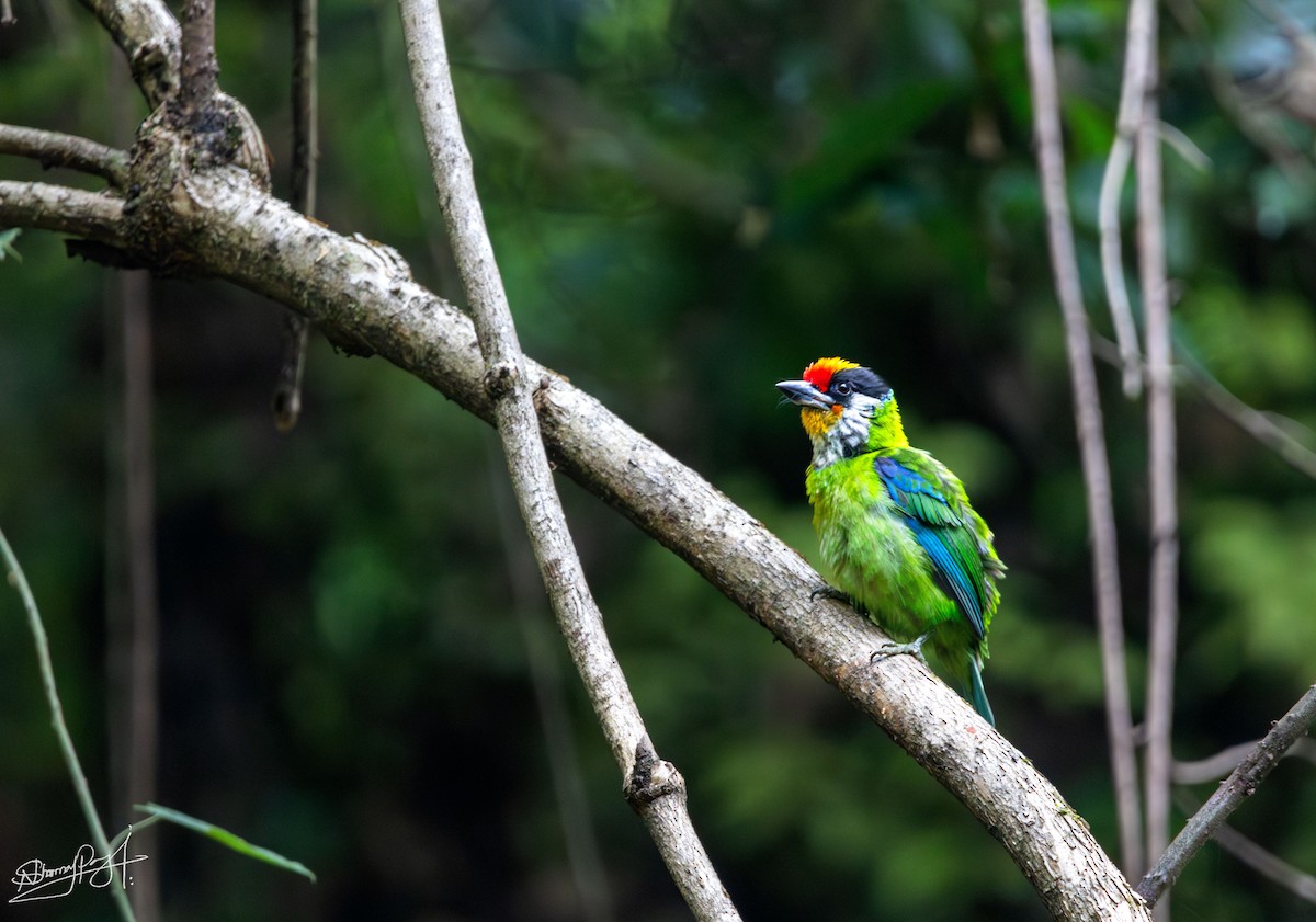 Желтогорлый бородастик - ML644026173