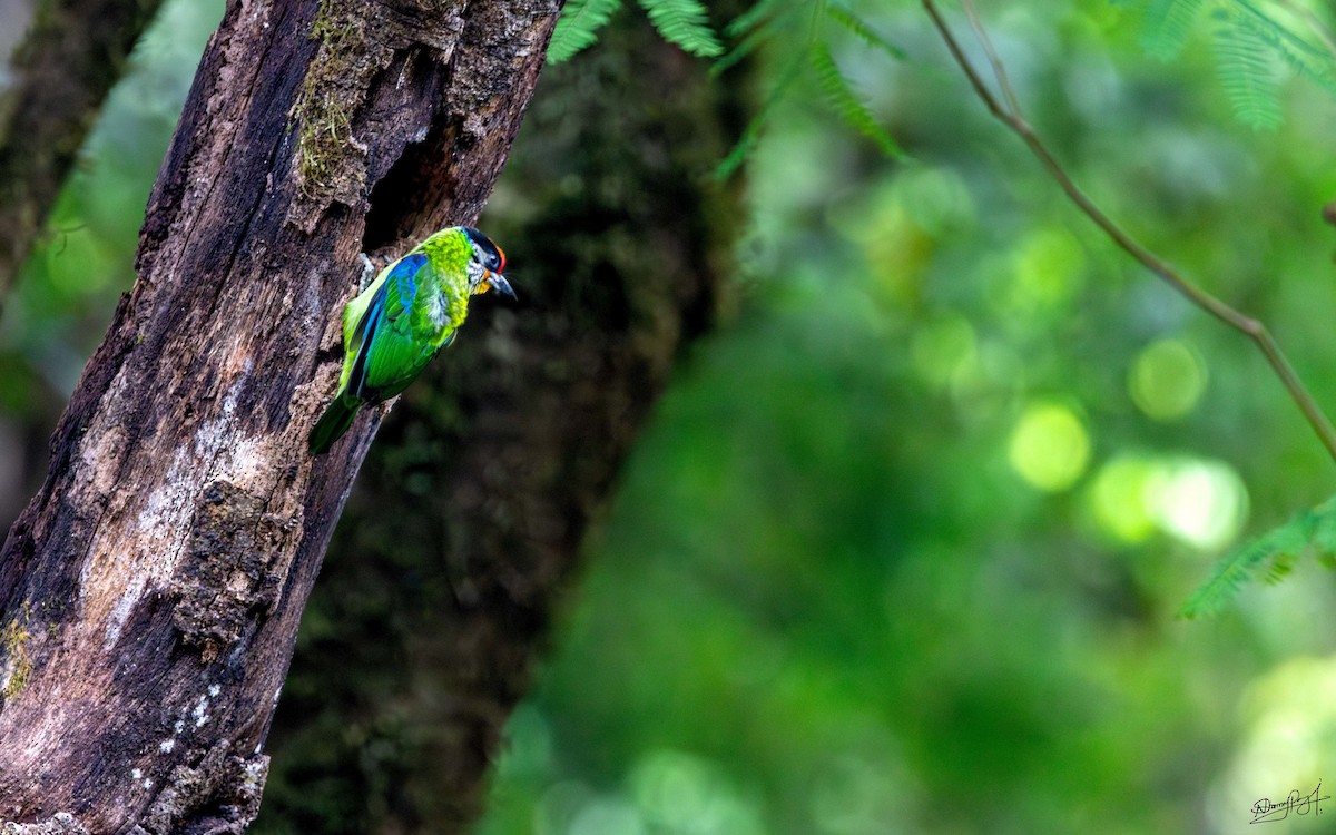 Желтогорлый бородастик - ML644026174