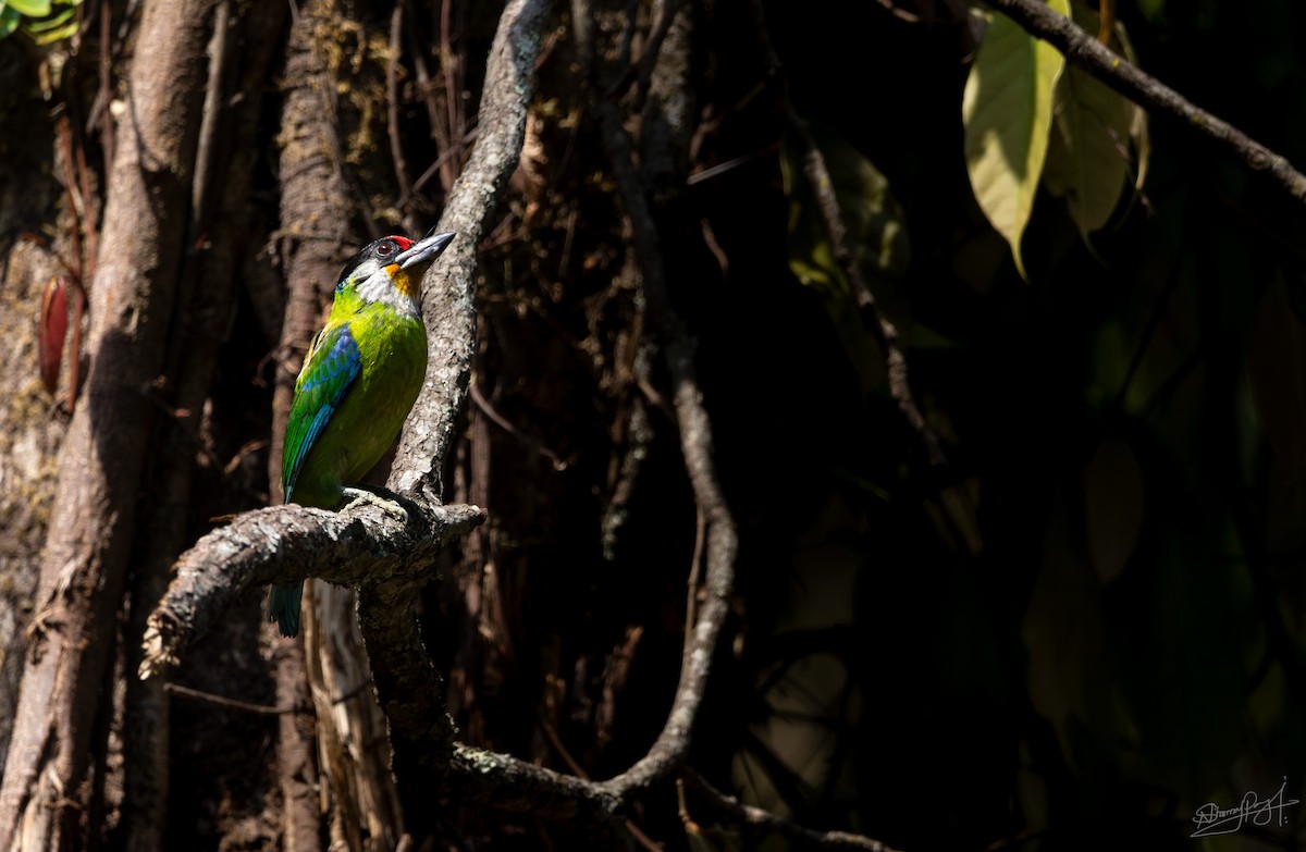 Желтогорлый бородастик - ML644026175