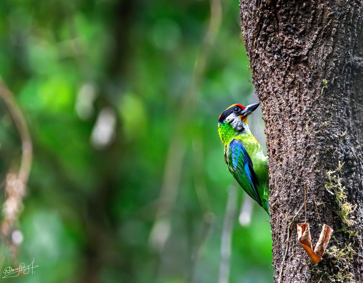 Желтогорлый бородастик - ML644026176