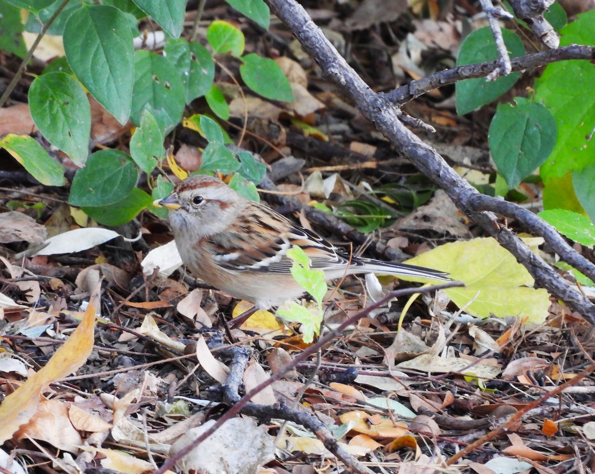 American Tree Sparrow - ML644026178
