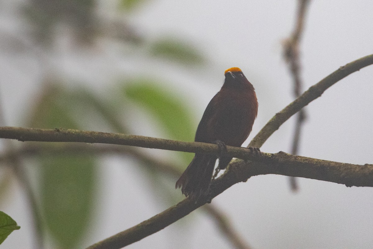 Plushcap - ML644026180