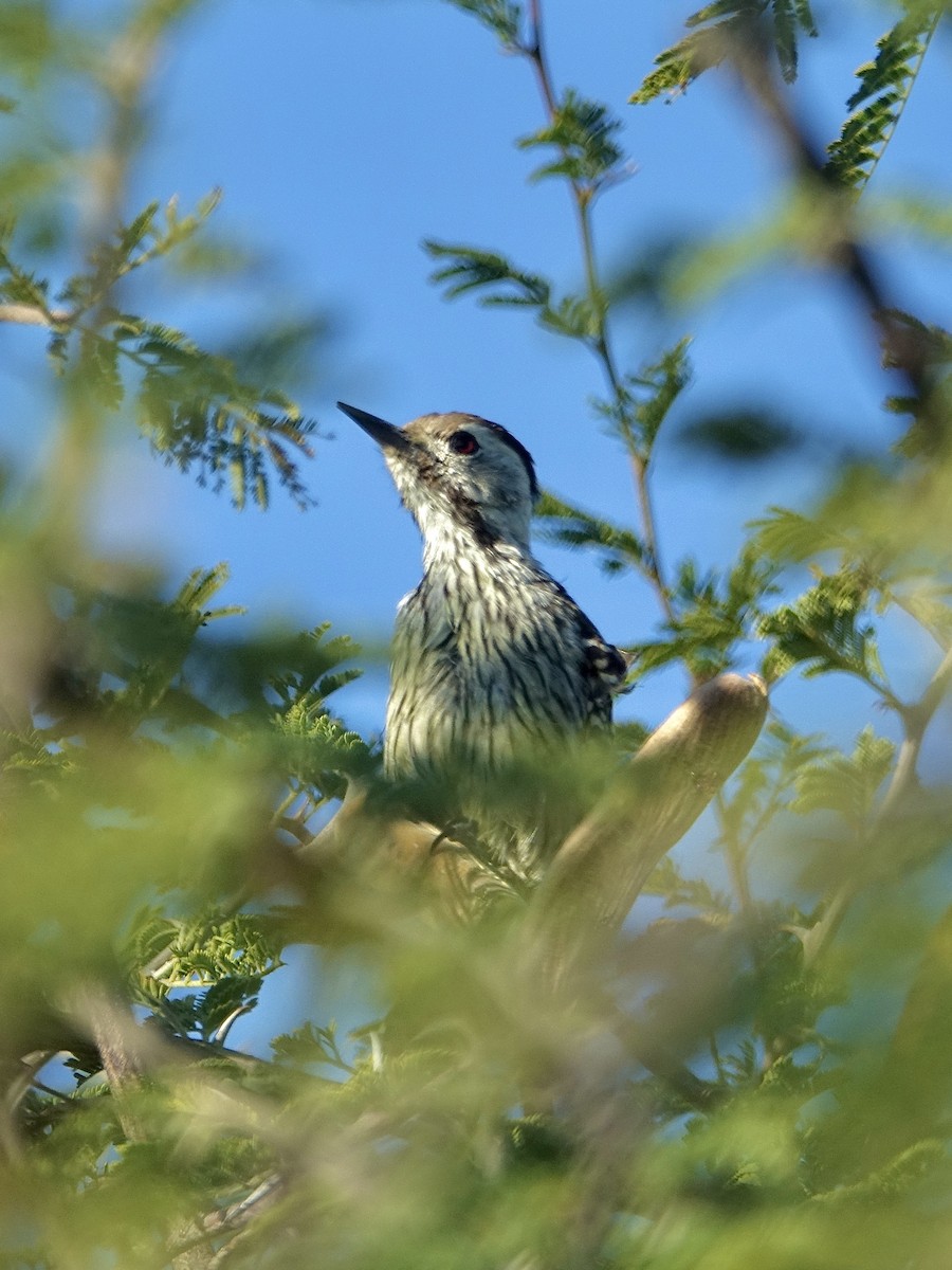 Cardinal Woodpecker - ML644026185