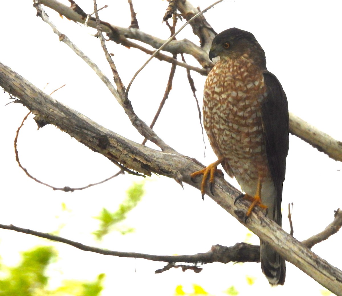 Cooper's Hawk - ML644026188