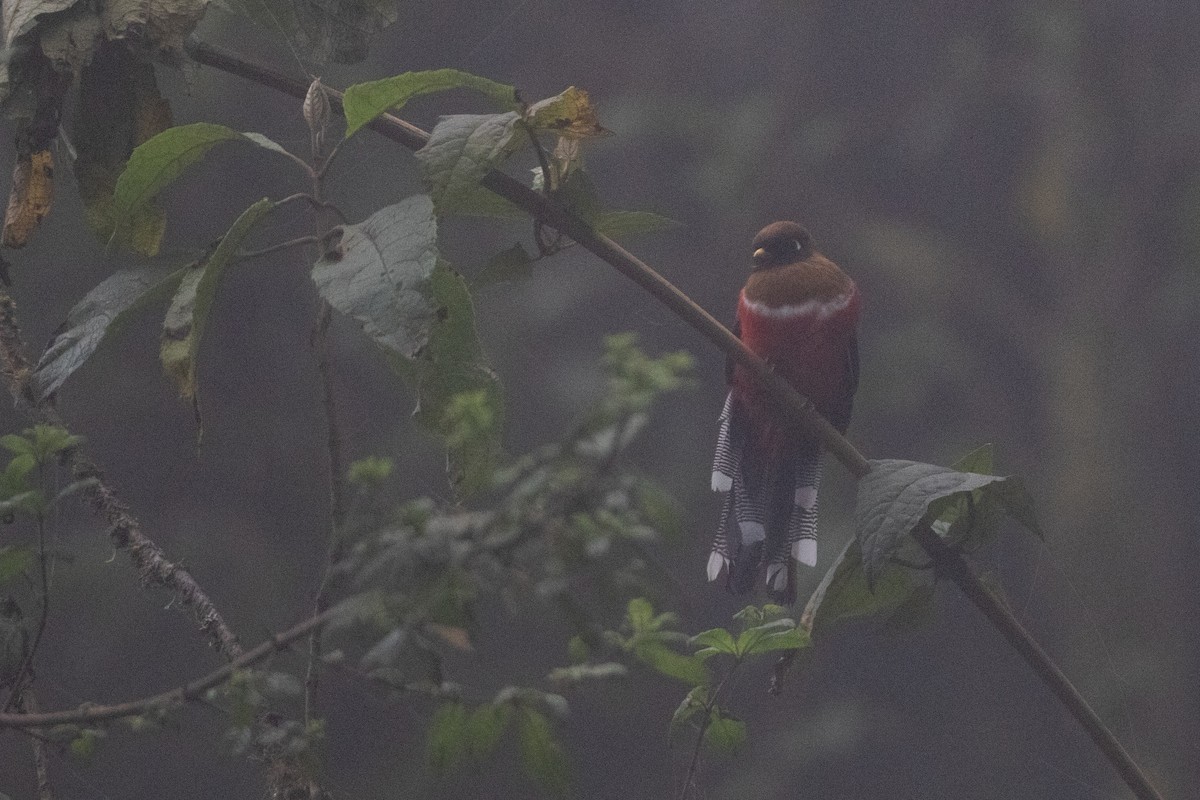 Masked Trogon - ML644026191