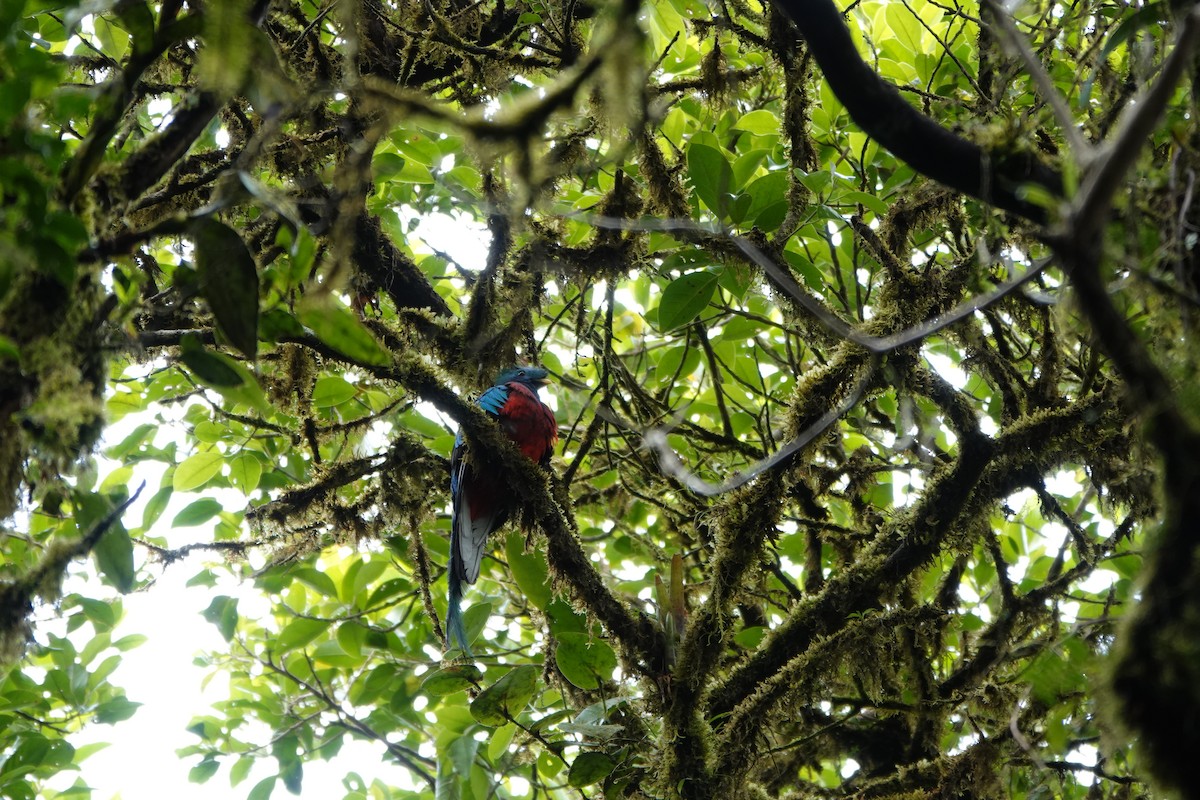 Resplendent Quetzal - ML644026194