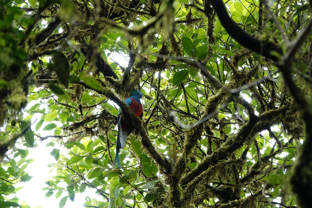 Resplendent Quetzal - ML644026195
