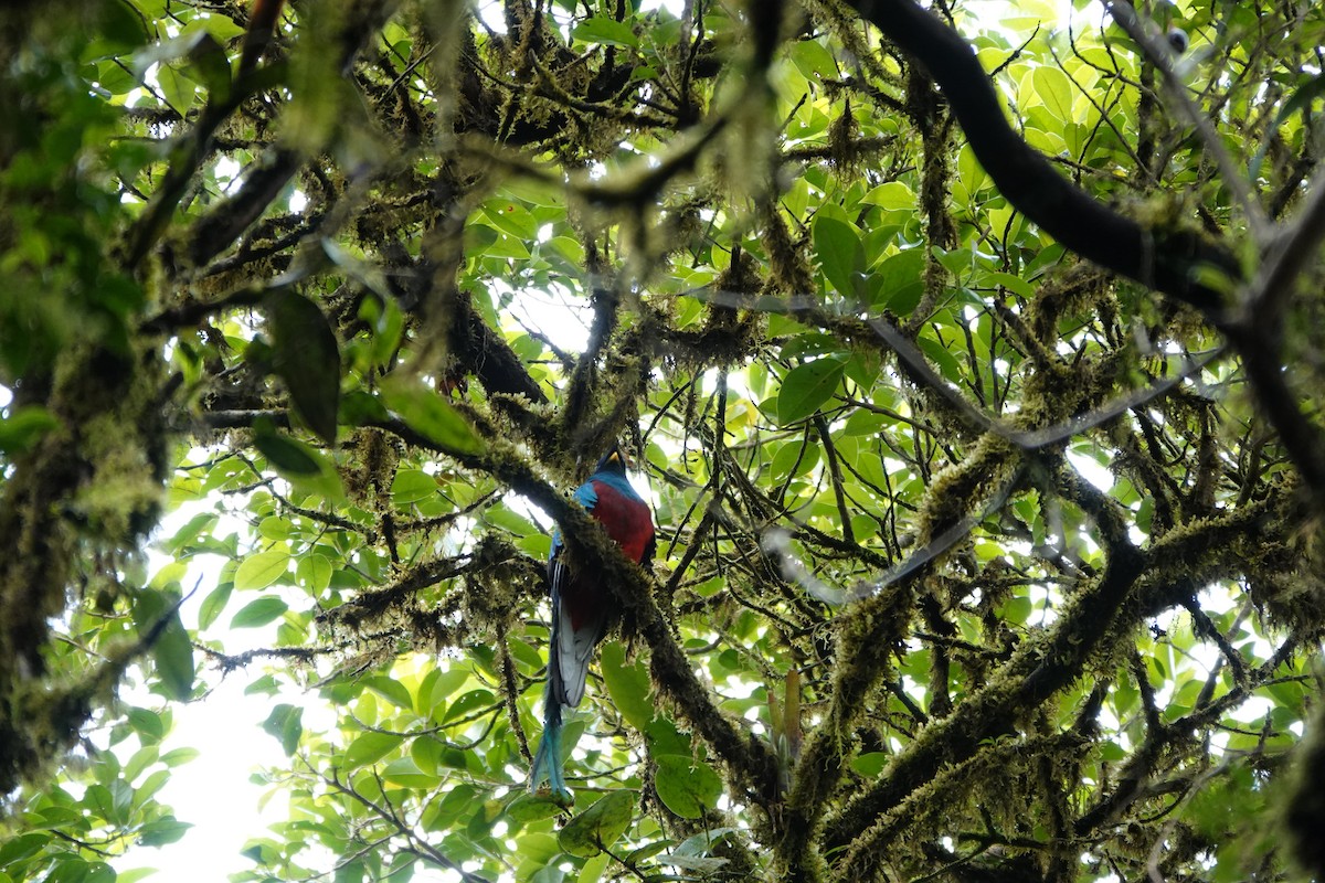 Resplendent Quetzal - ML644026196