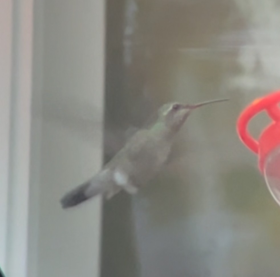 Broad-billed Hummingbird - ML644026223