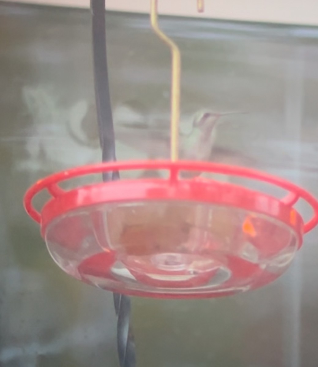 Broad-billed Hummingbird - ML644026224