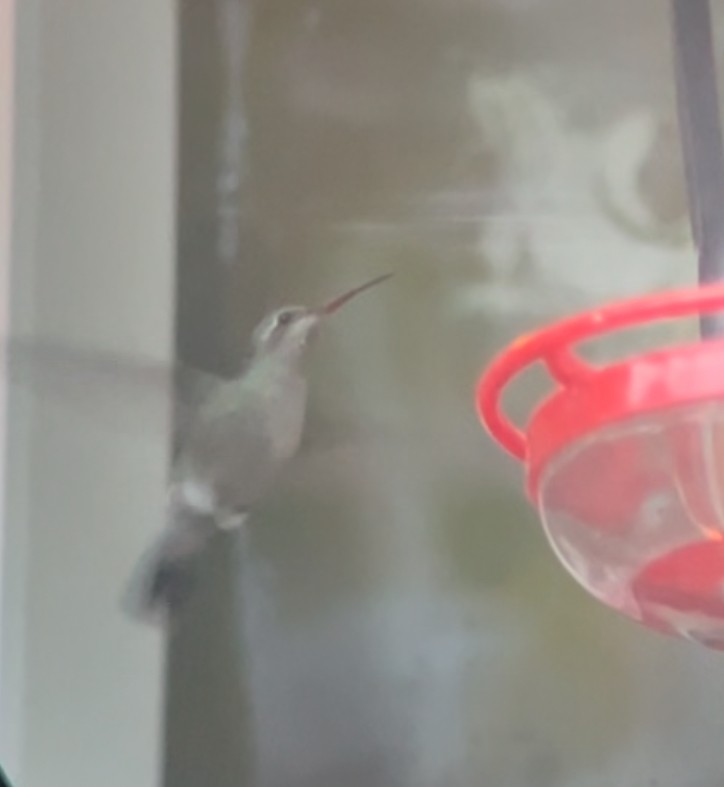 Broad-billed Hummingbird - ML644026225