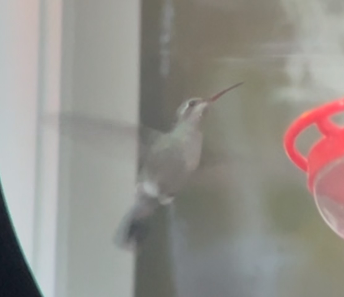 Broad-billed Hummingbird - ML644026226