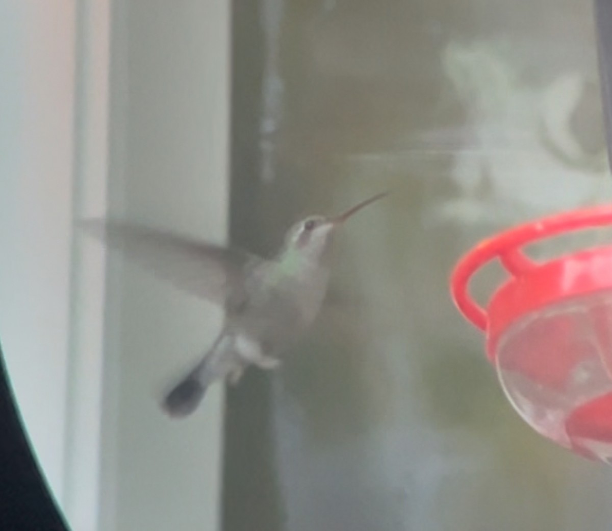 Broad-billed Hummingbird - ML644026227