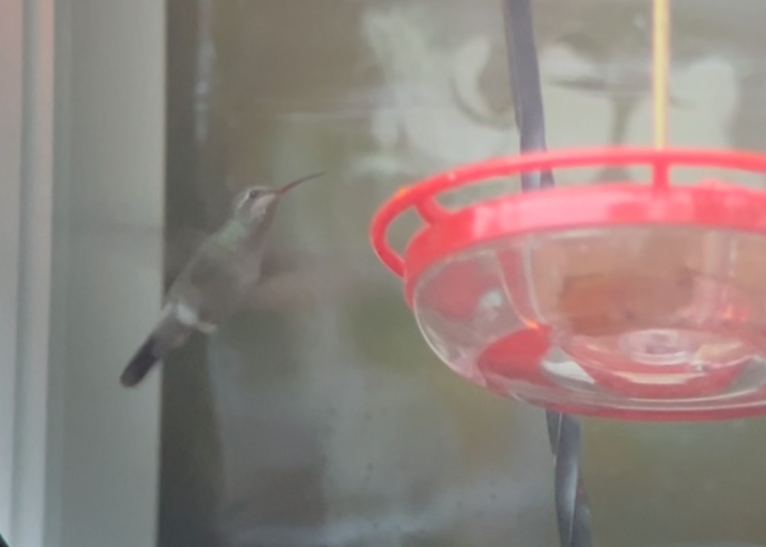 Broad-billed Hummingbird - ML644026228