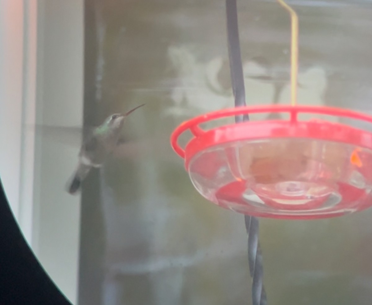 Broad-billed Hummingbird - ML644026229