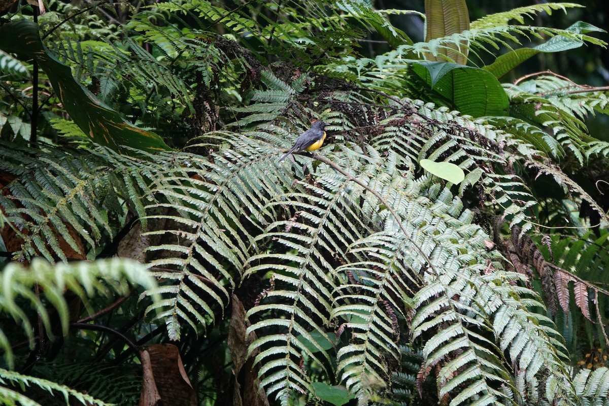 Slate-throated Redstart - ML644026234