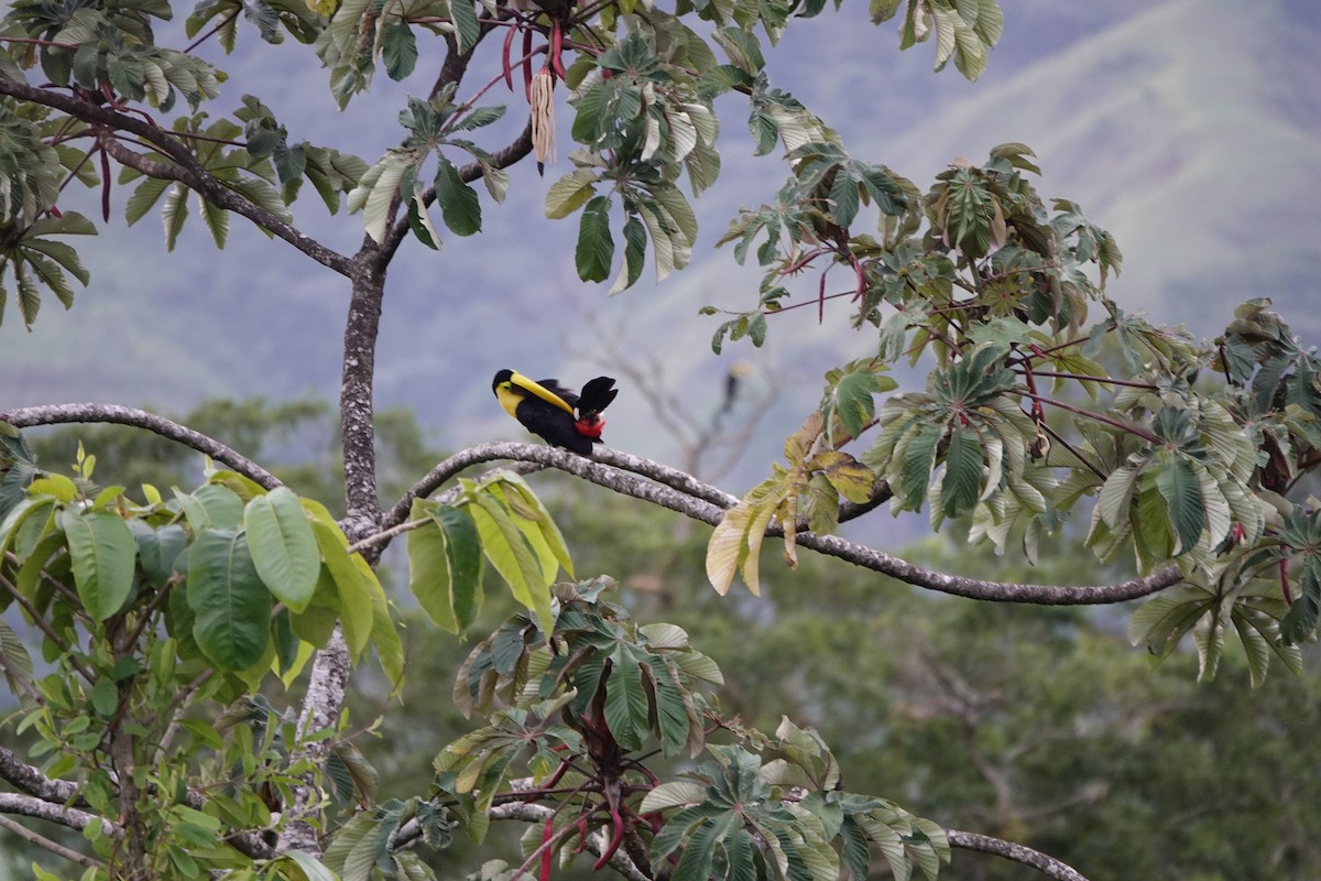 Toucan tocard - ML644026276