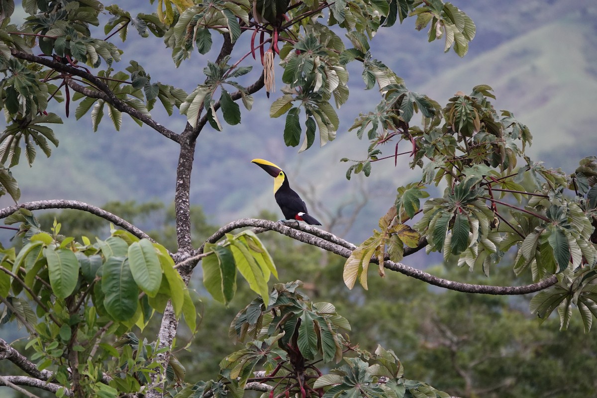 Toucan tocard - ML644026277