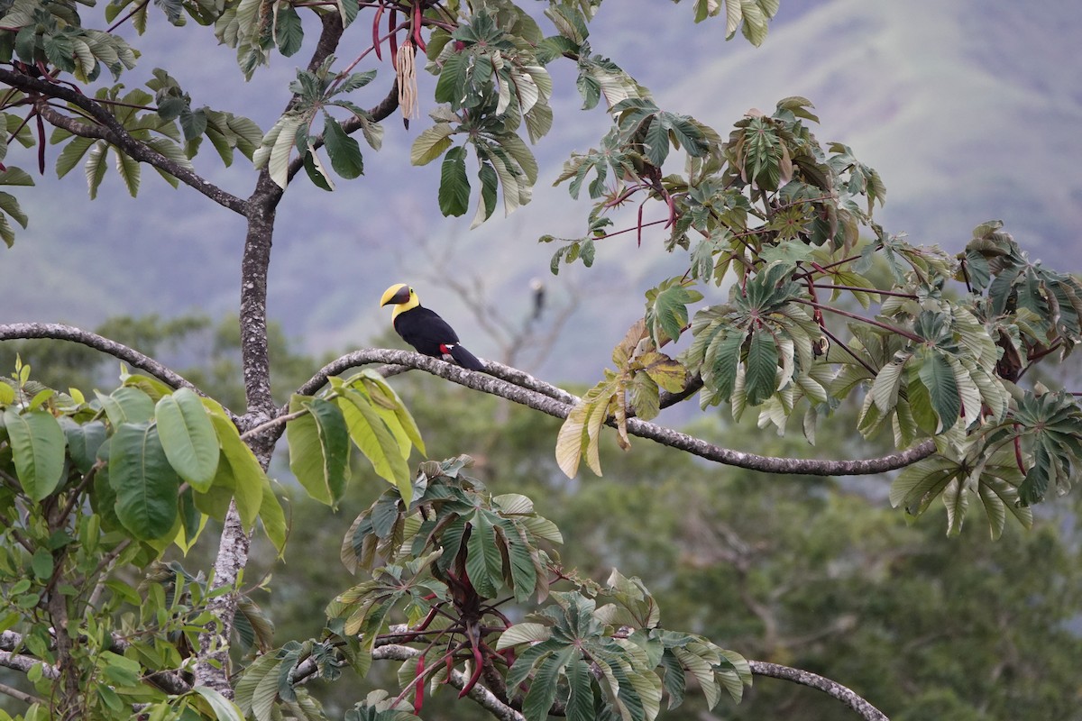 Toucan tocard - ML644026278