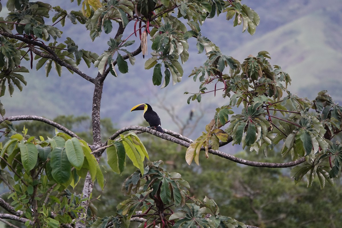 Toucan tocard - ML644026279
