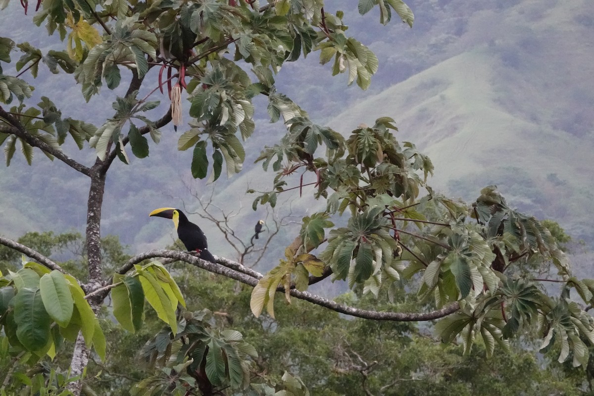 Toucan tocard - ML644026280